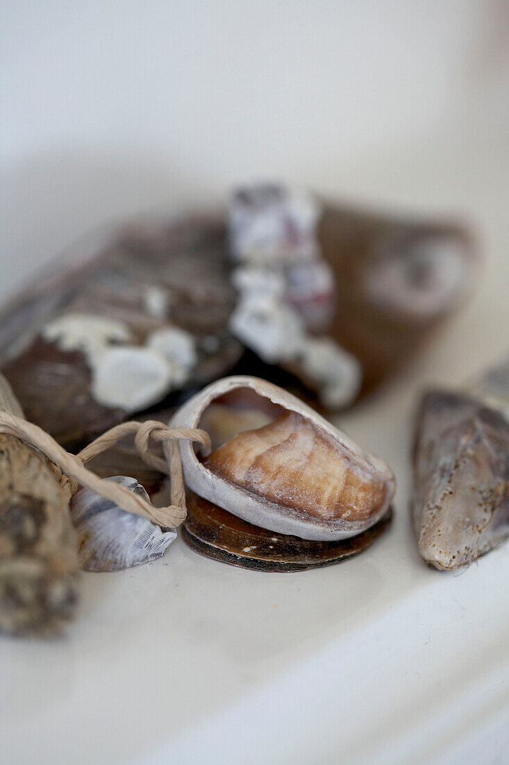 Seashell on string with pebbles and stones