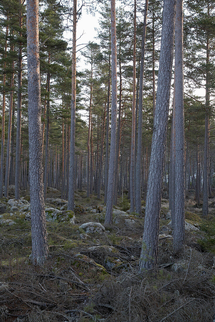 Wald in Svartadalen, Schweden