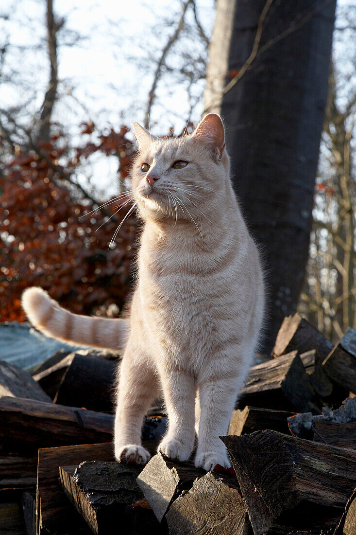 Katze auf einem Stapel Brennholz