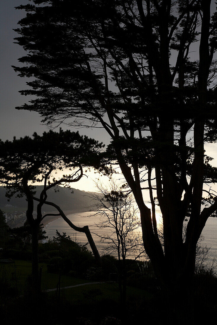 Pine trees in grounds of Devon coastal home
