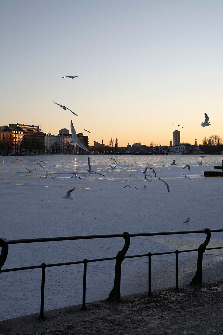 View from promenade river and seagulls dusk