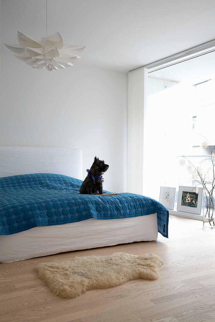 Kleiner Hund sitzt auf dem Bett in einem modernen Schlafzimmer