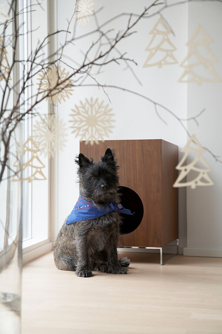 Small dog sitting in front of loudspeaker