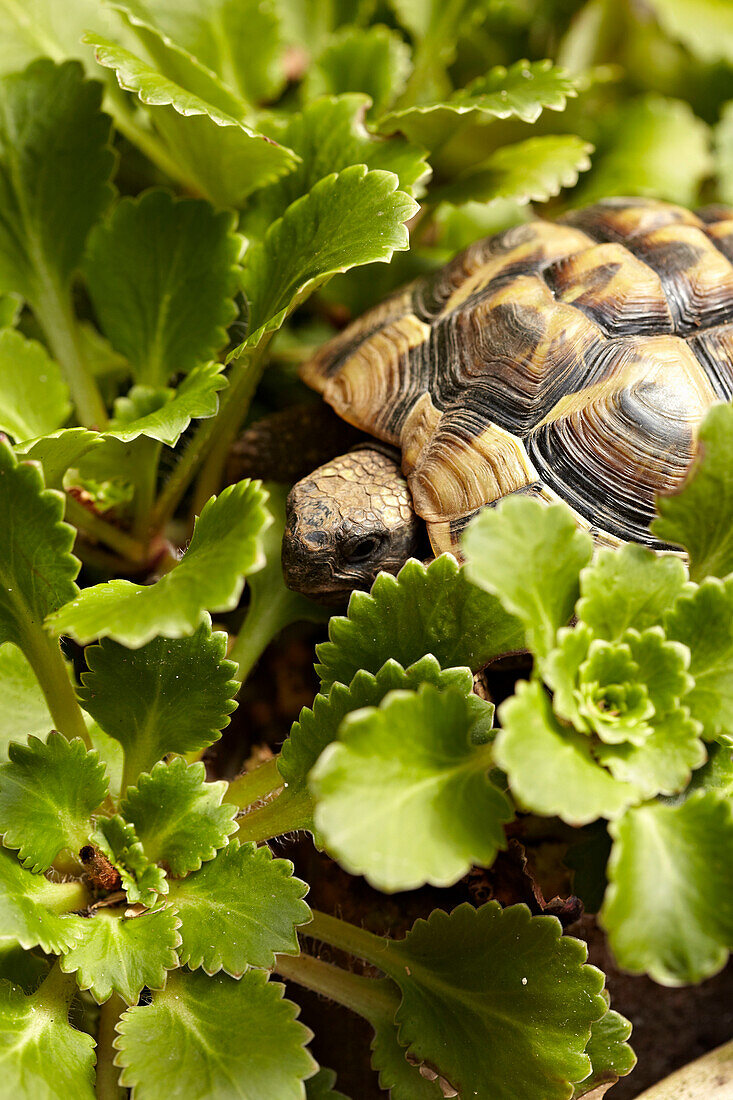 Tortoise among plants in Brighton England, UK