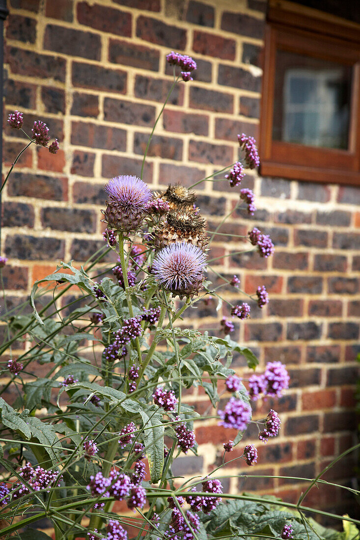 Flowering thistles on brick wall exterior of West Sussex home, England, UK