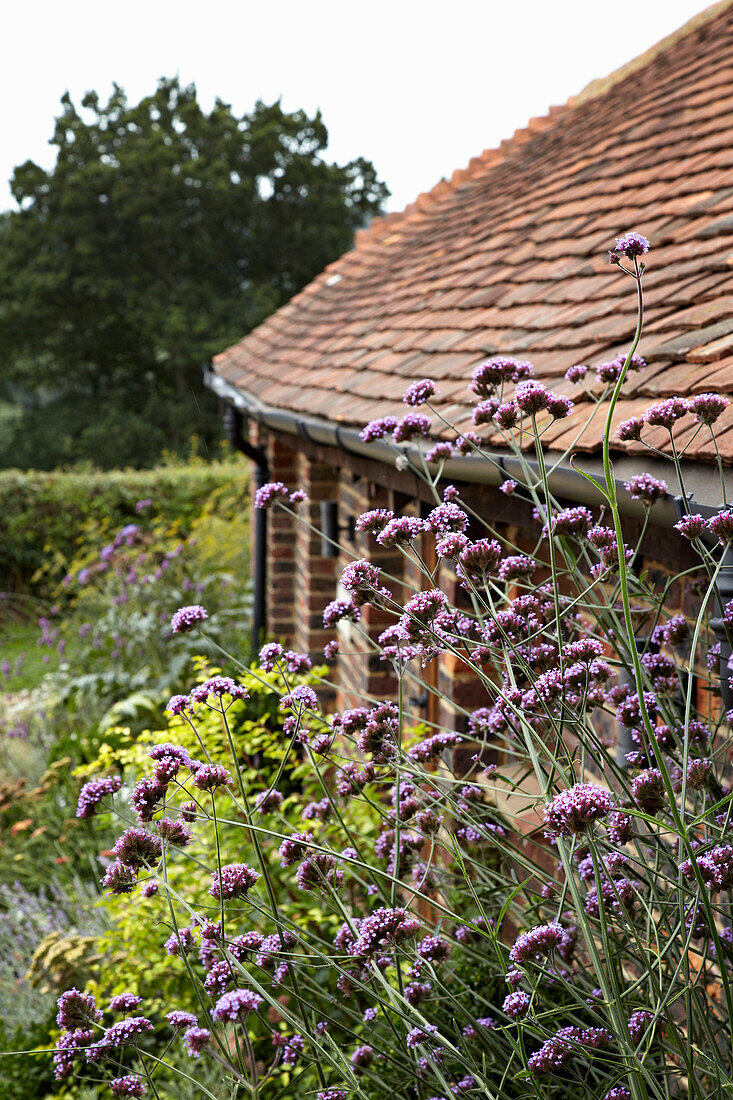 Flowering plant and tiled roof of West Sussex home, England, UK