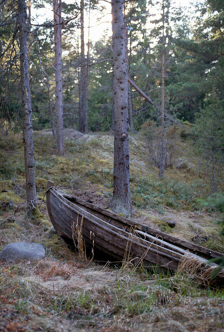 Hölzernes Ruderboot an einer Kiefer im Kiefernwald festgebunden
