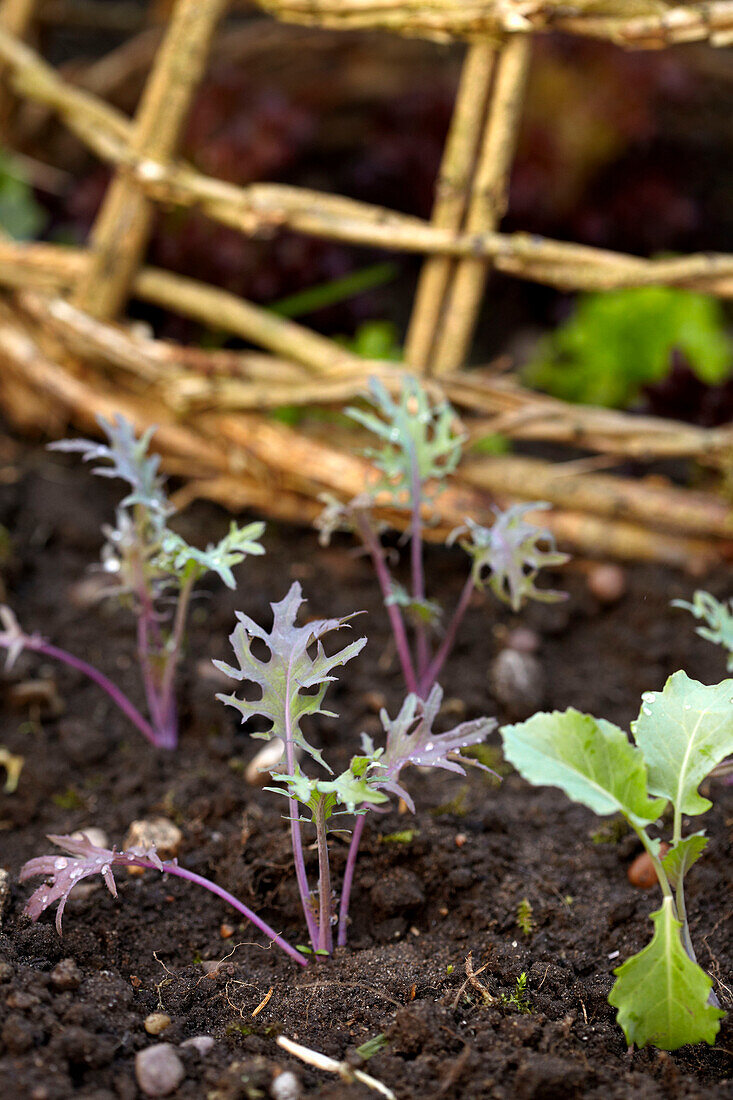 Plant shoots in Lincolnshire garden, England, UK