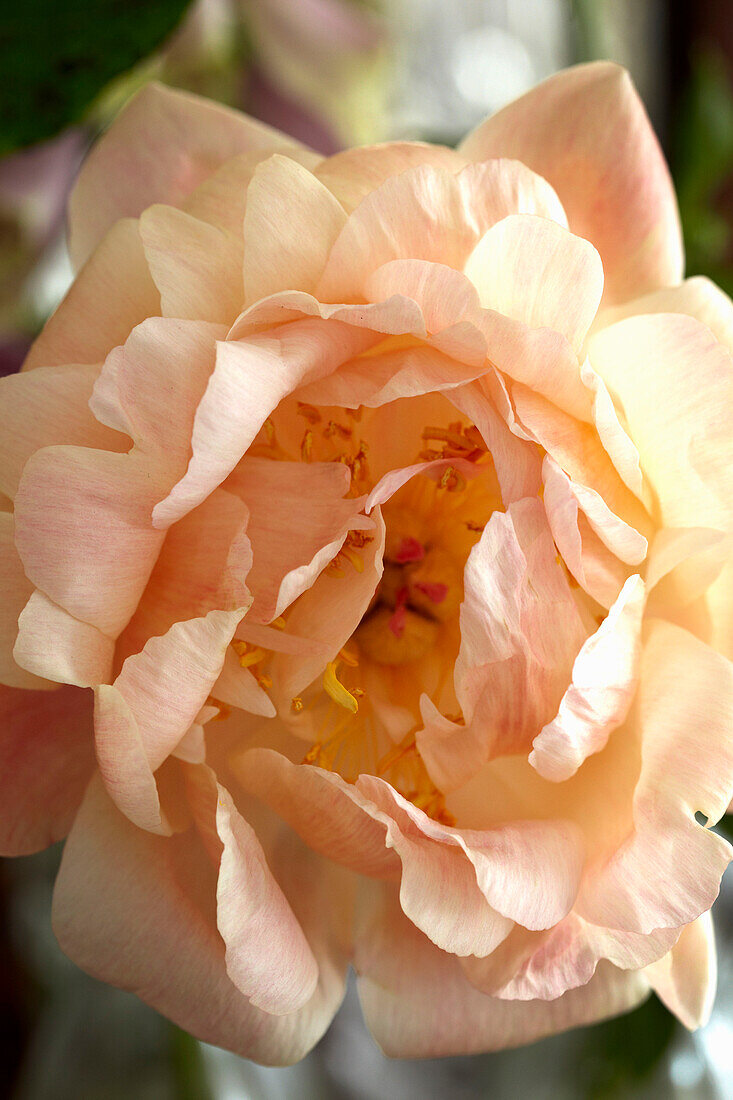 Lachsfarbene Rosenblüte in einem Haus in Lincolnshire, England, UK