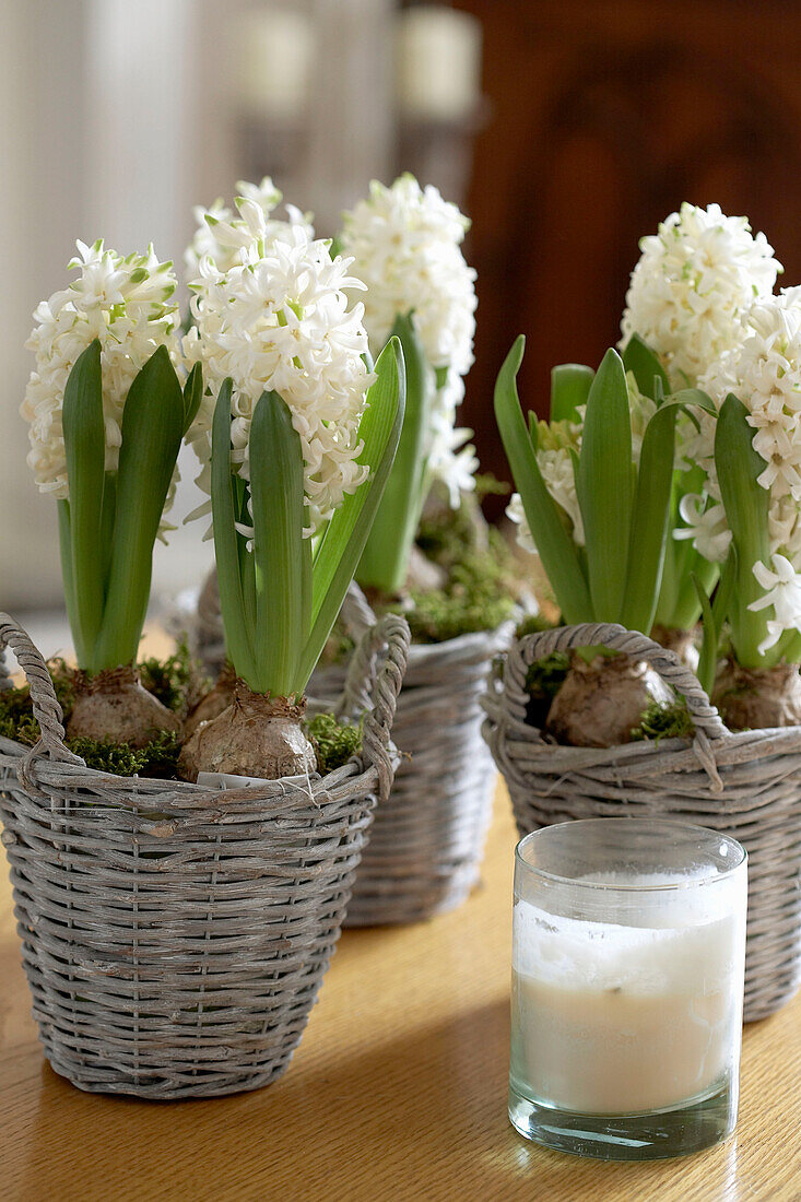 Detail of decorative baskets with bulb flowers of white hyacinth and white candle