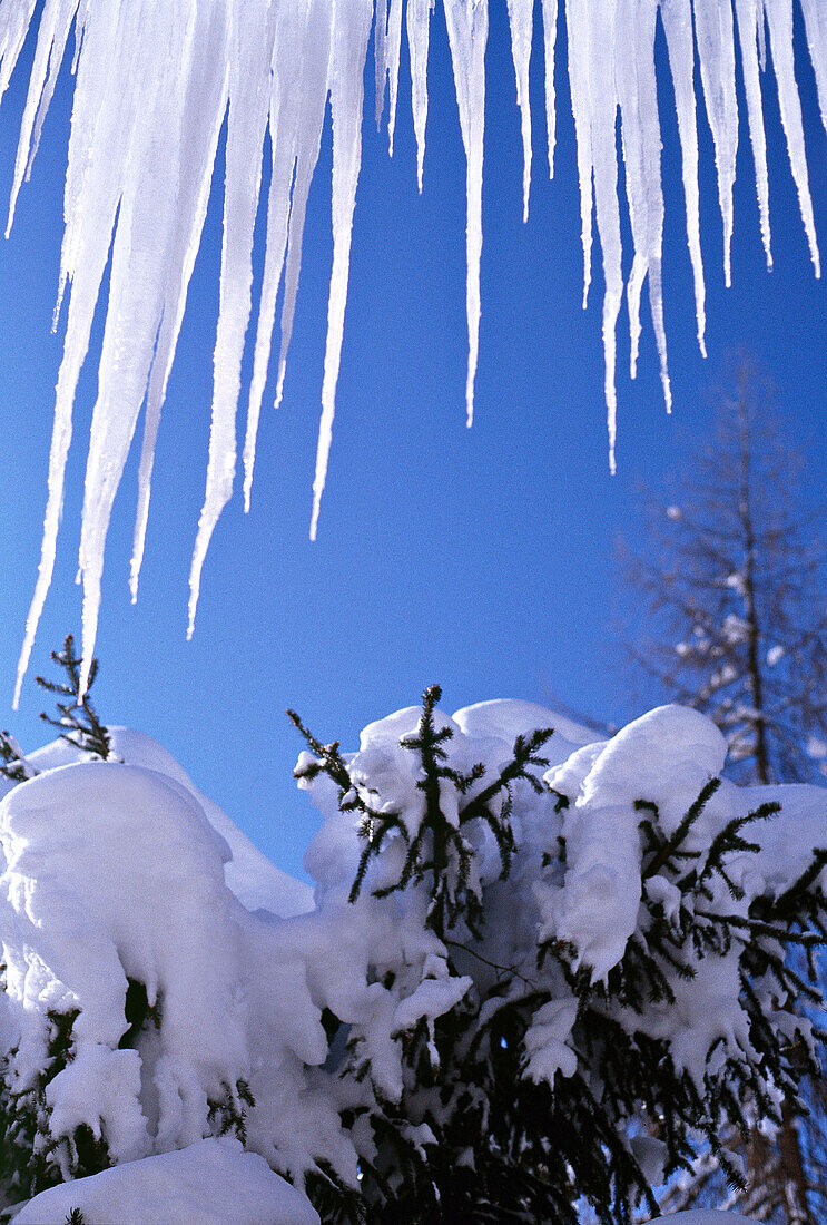 Nahaufnahme von Eiszapfen und schneebedeckten Ästen