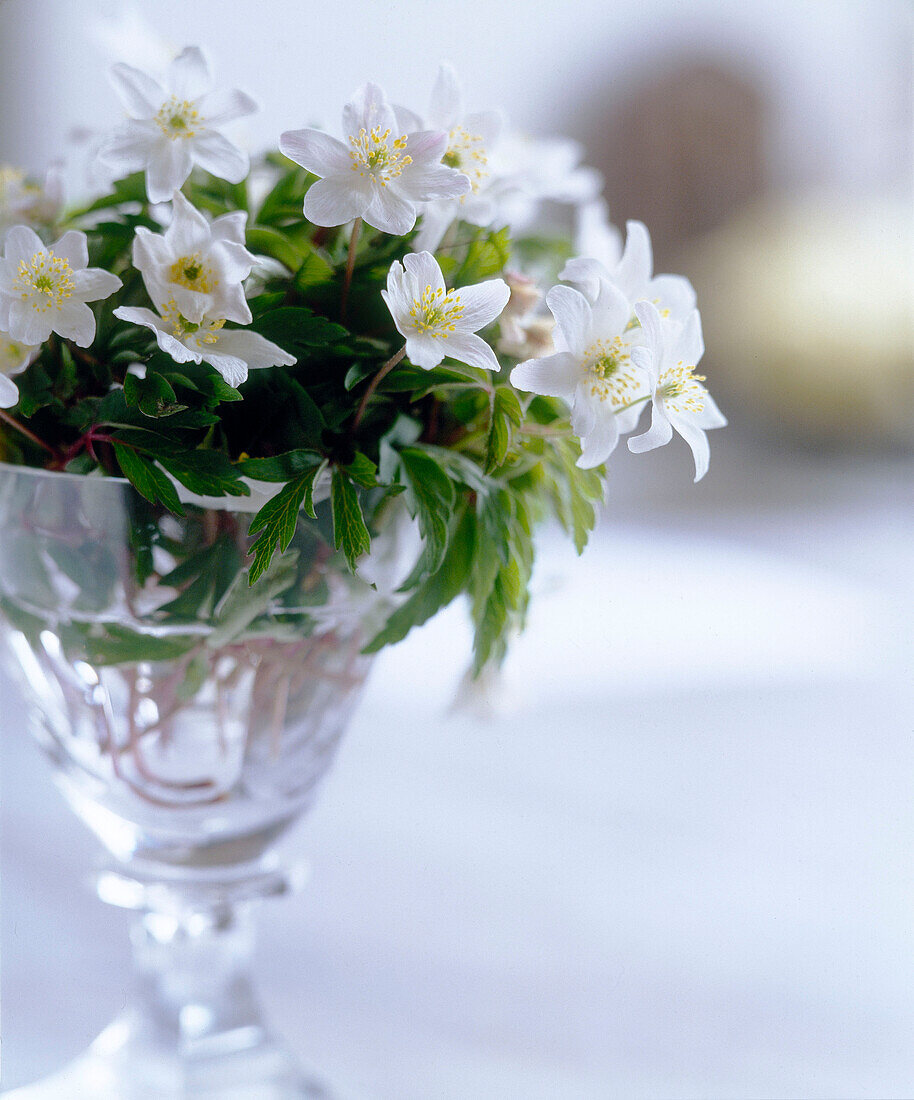 Close up of white Hellebore flowers in glass vase