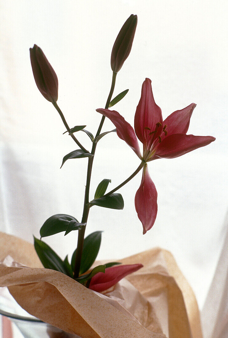 Red lily stem with falling petals
