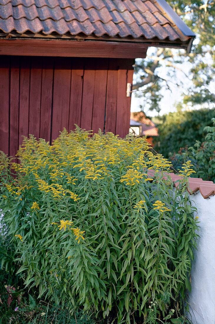 Gelbe Blumen vor einem gestrichenem Holzhaus