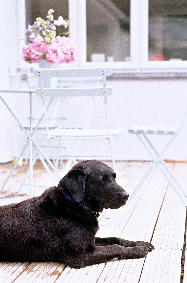 Labrador auf Terrasse liegend