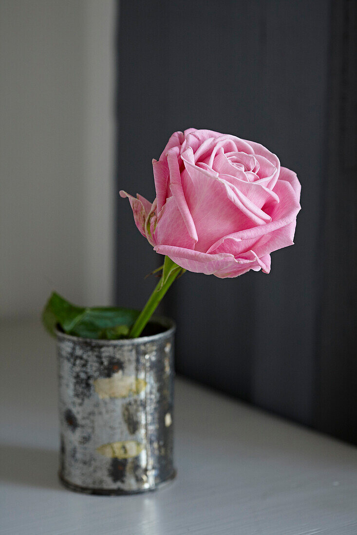 Einzelne rosa Rose in altem Zinnbecher in Shoreham by Sea, West Sussex, UK