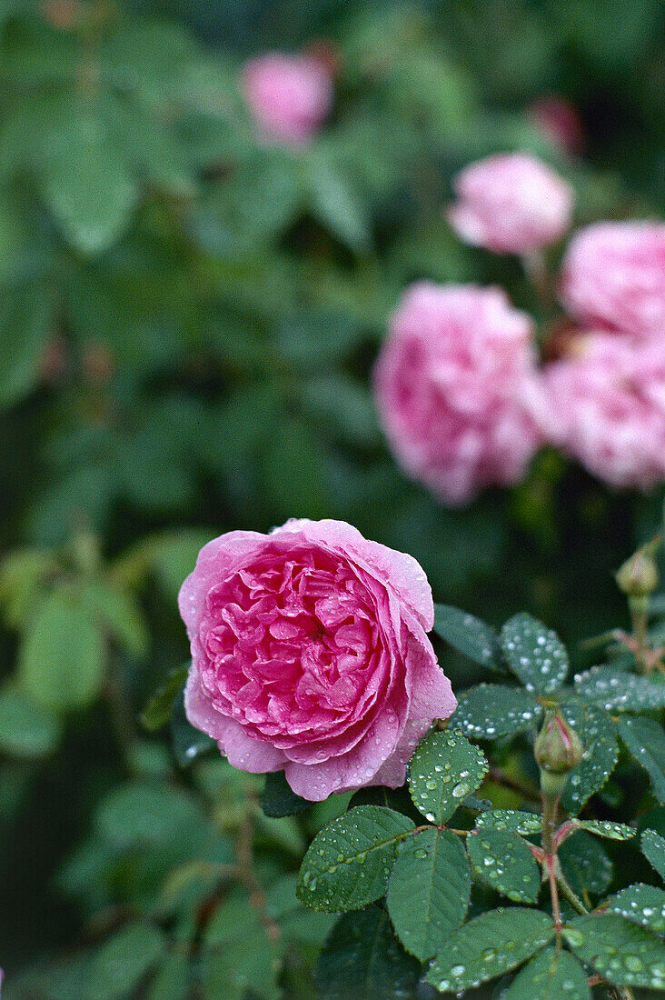 Rosa blühende Rosen
