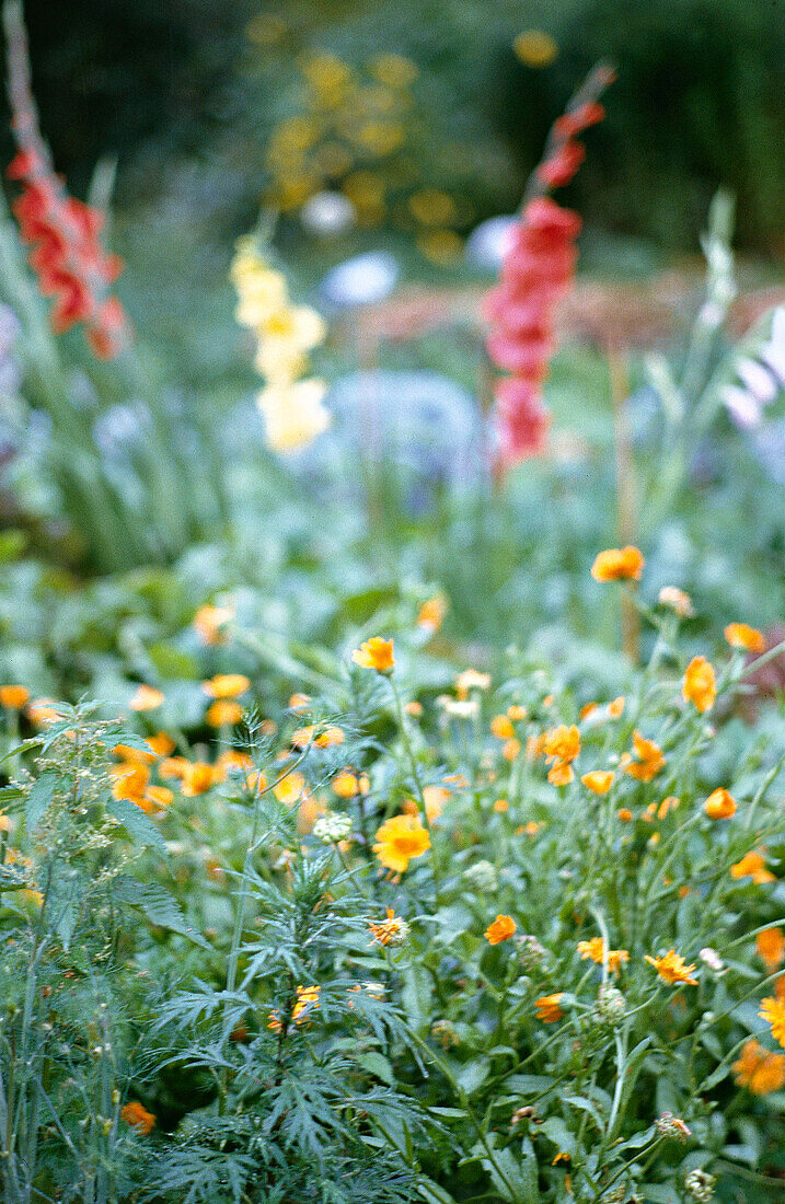 Ringelblumen und Gladiolen im Gartenbeet