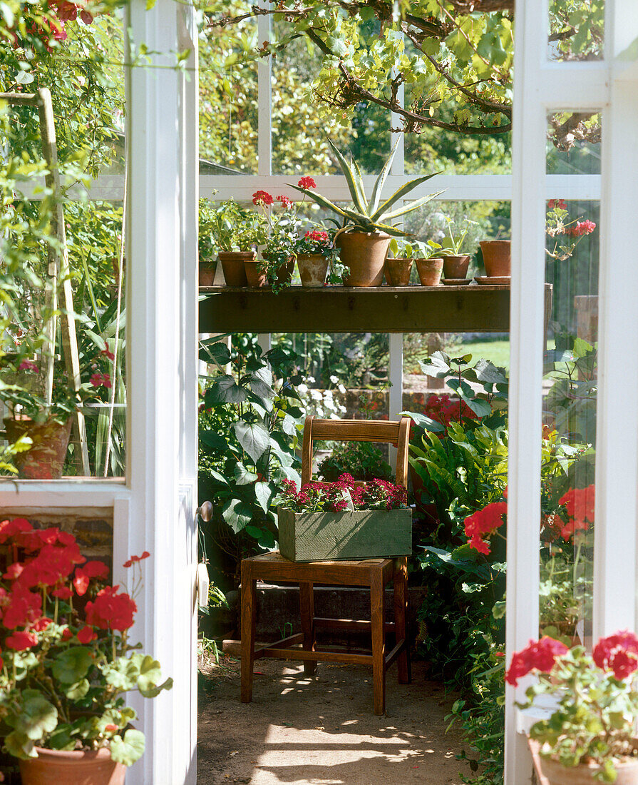 A detail of a greenhouse with pelargonium flowers in pots set on shelf wooden chair