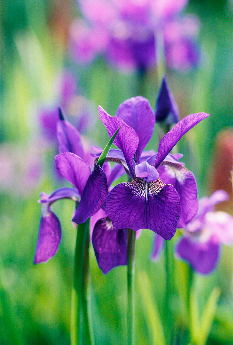 Ein Detail der lila Iris Blumen