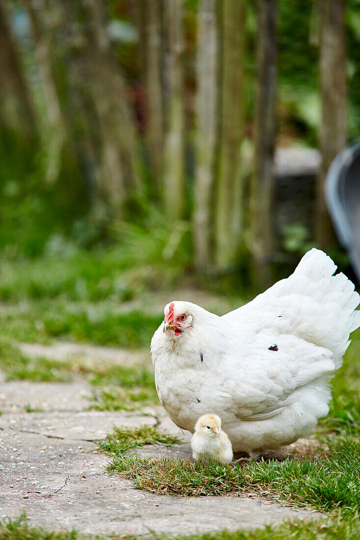 White hen and chick East Sussex, UK