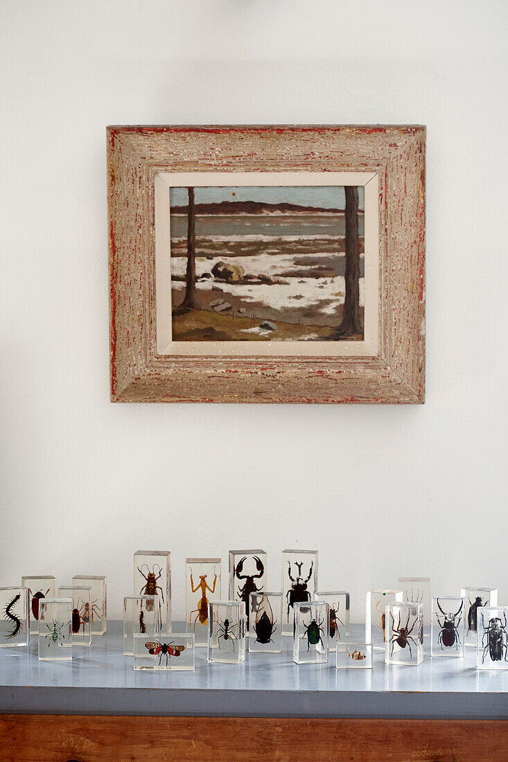 Collection of preserved insects and framed artwork in Bridport home, Dorset, UK
