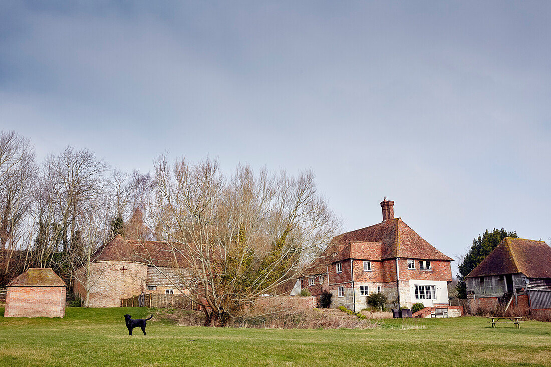 Schwarzer Labrador im Garten eines freistehenden, denkmalgeschützten Bauernhauses (Grade II) in Kent, UK