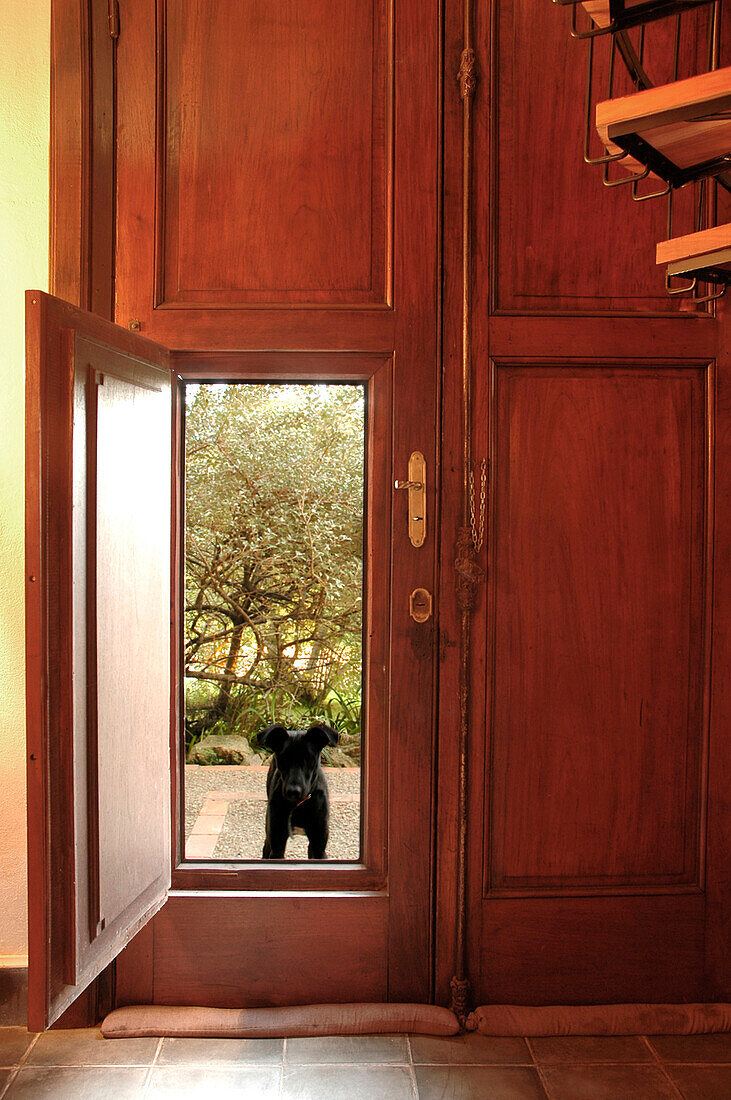 Hund blickt durch geöffnete Klappe einer doppelt hohen Eingangstür