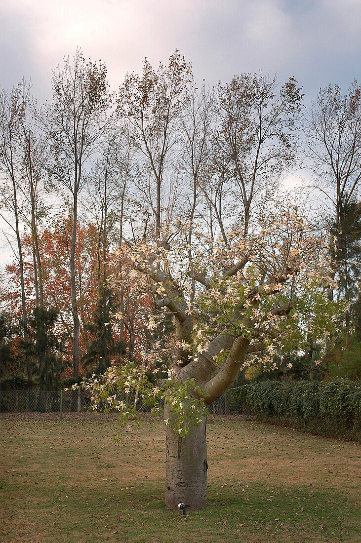 Florettseidenbaum (Chorisia speciosa) auf Wiese umgeben von Hecke und Bäumen