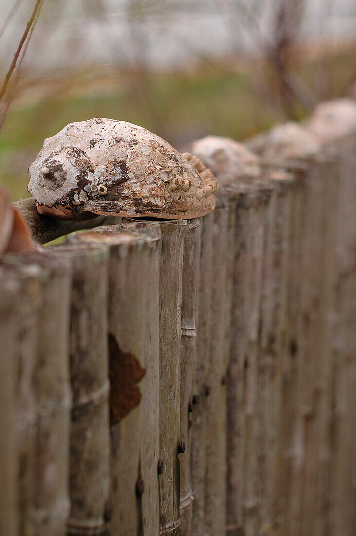 Muschel auf einem Holzzaun
