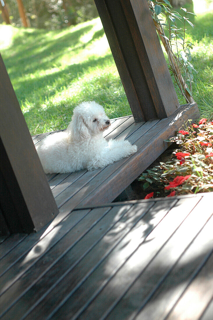 Hund sitzend auf einer Galerie-Terrasse
