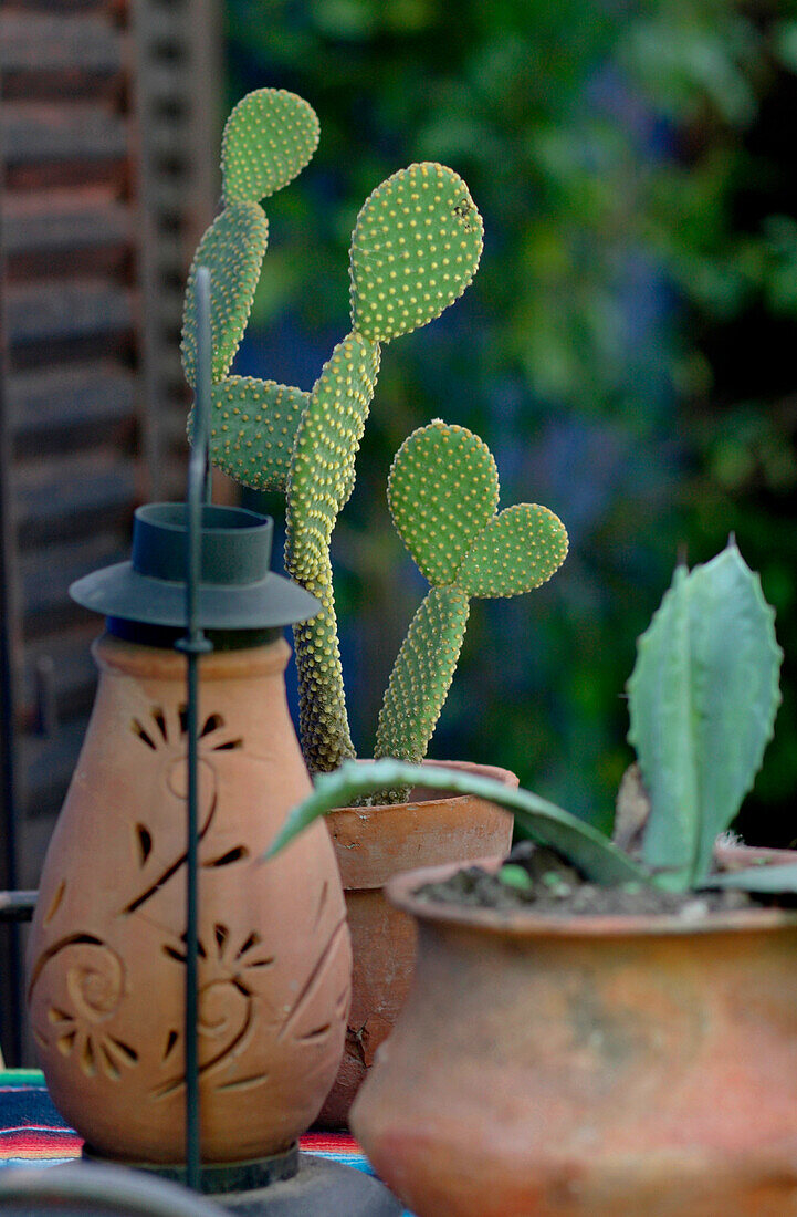 Pot plants with varieties of cacti