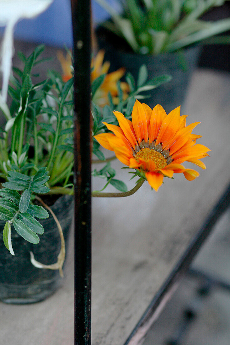 Brightly coloured orange pot plant on wood and wrought iron shelving