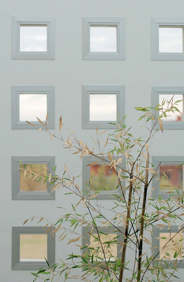 Branches with wall filled with windows in background, Pacheco, Buenos Aires, Argentinien
