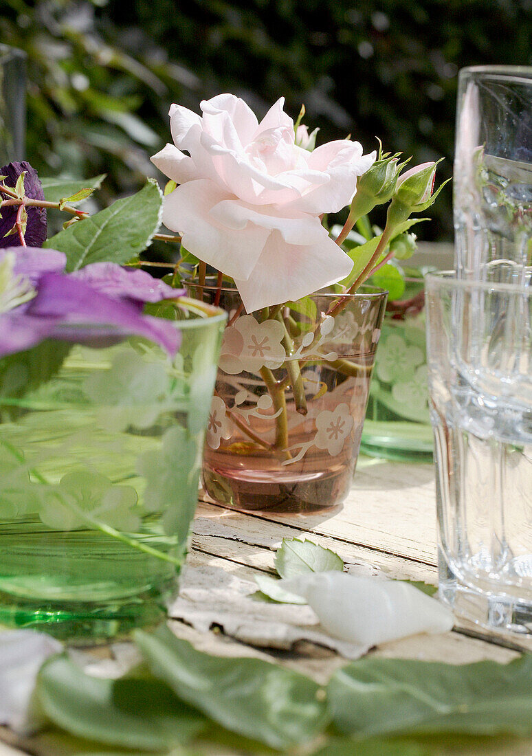 Cut roses in drinking glasses 