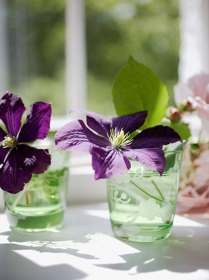 Two sunlit purple clematis in drinking glasses on a windowsill
