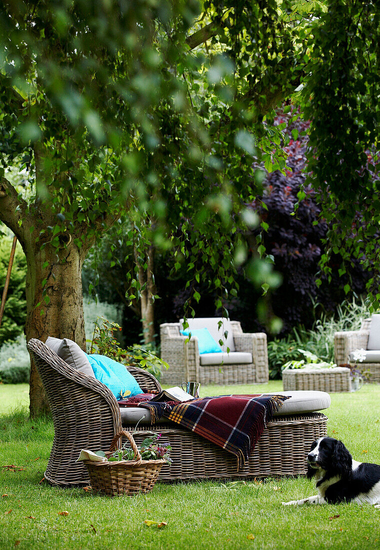 Dog sits with cane daybed below tree in summer garden