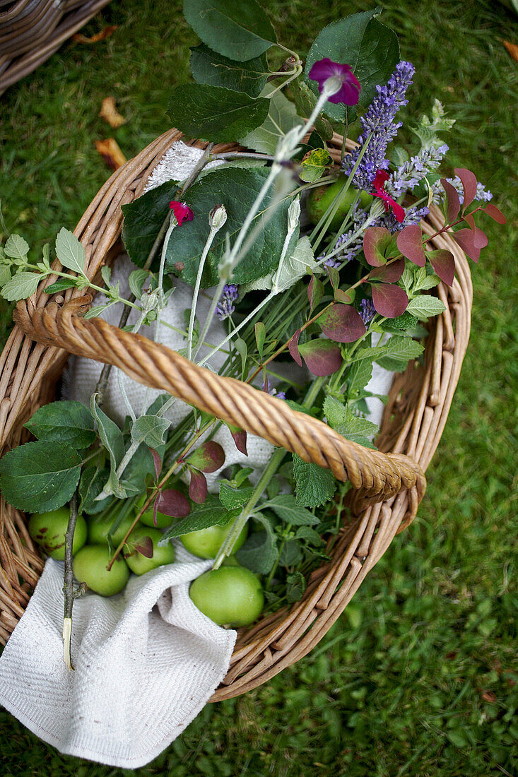 Cut flowers and windfall apples in gardening basket
