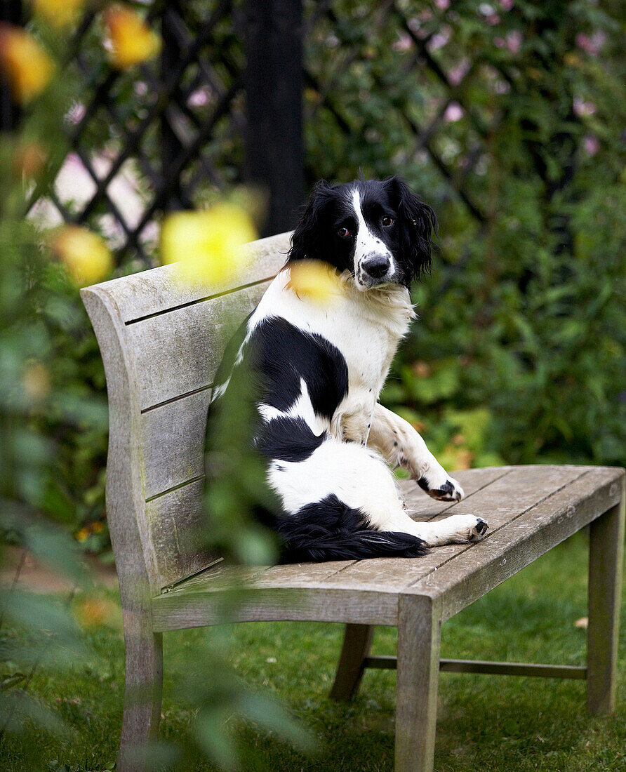 Schwarzer und weißer Hund sitzt auf Gartenbank