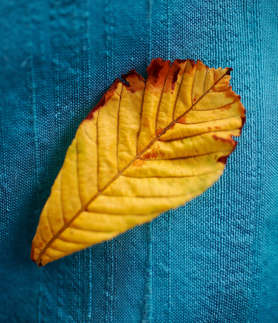 Autumn leaf on turquoise fabric