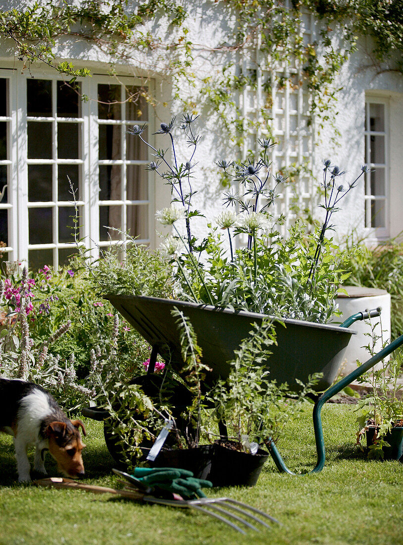 Schubkarre und Haushund im Garten eines Hauses in Oxfordshire aus dem 17. Jh.