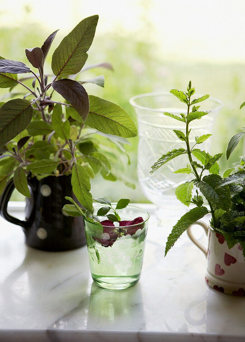 Houseplants in milk jugs on sunlit windowsill