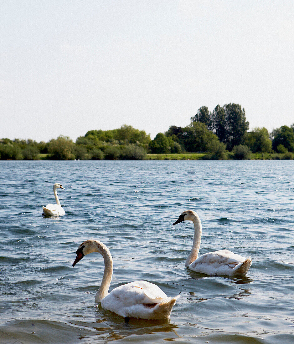 Three swans on lake in Gloucestershire