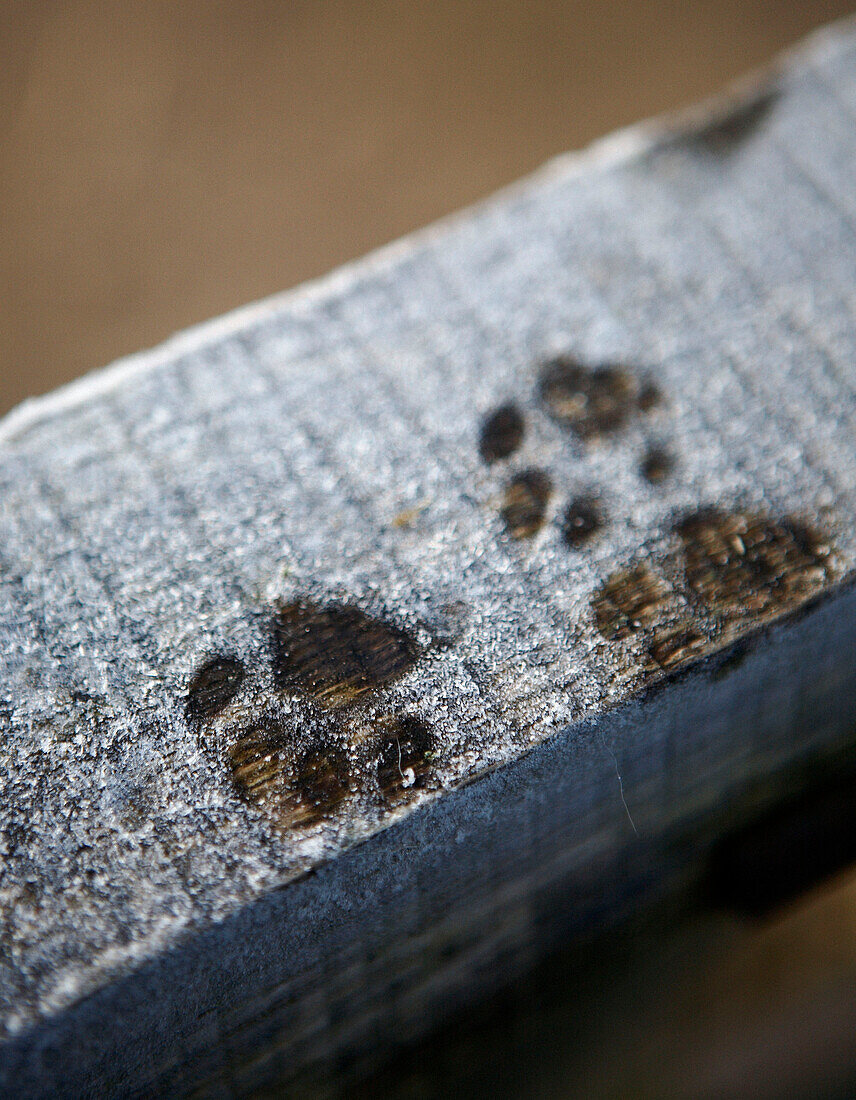 Pfotenabdrücke eines Border-Terriers auf einem Holzbalken