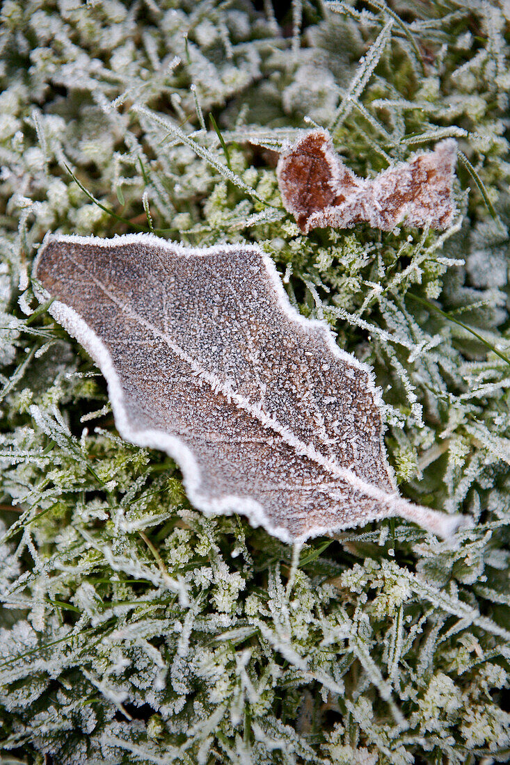 Winter leaf and frost