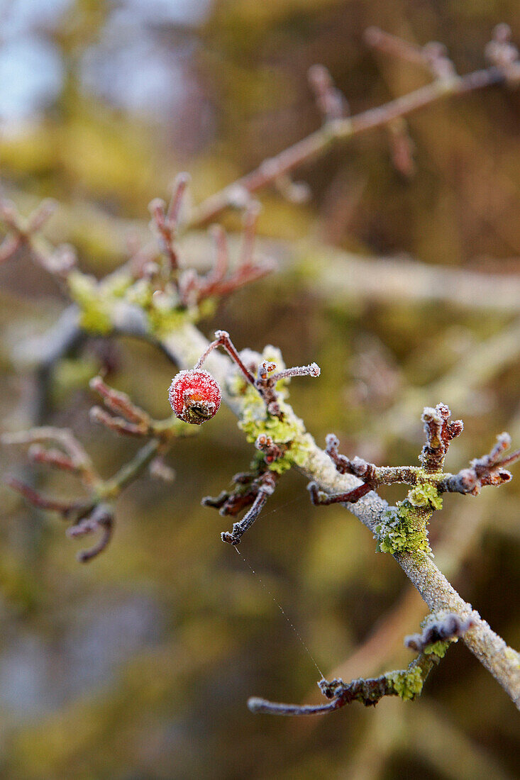 Single berry on frosted tree branch in Dorset countryside