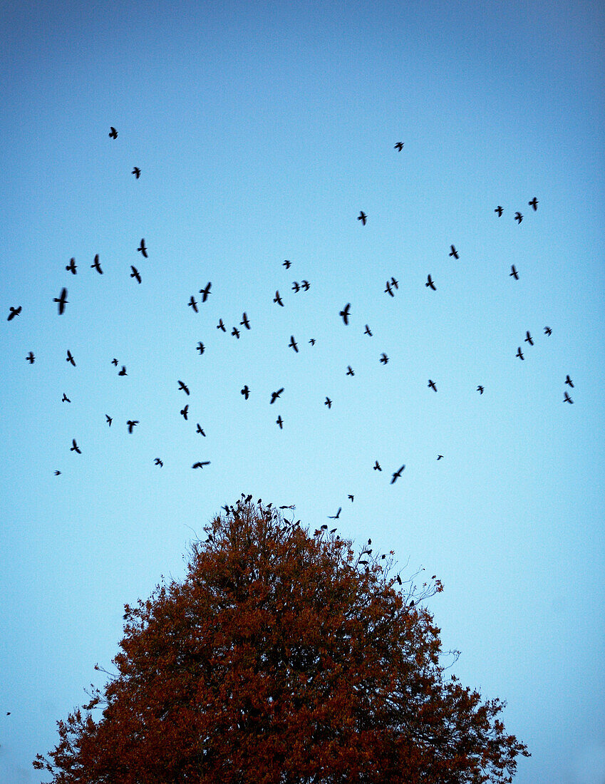 Flock of birds circle autumn tree