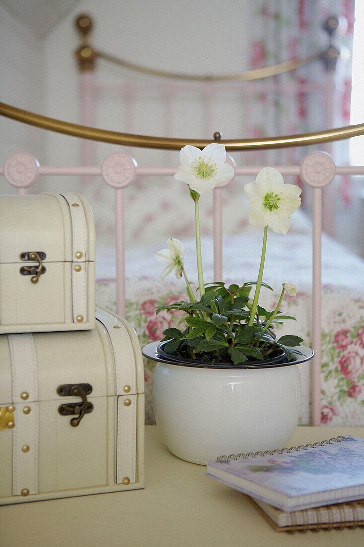 Houseplant and suitcases at foot of single bed 