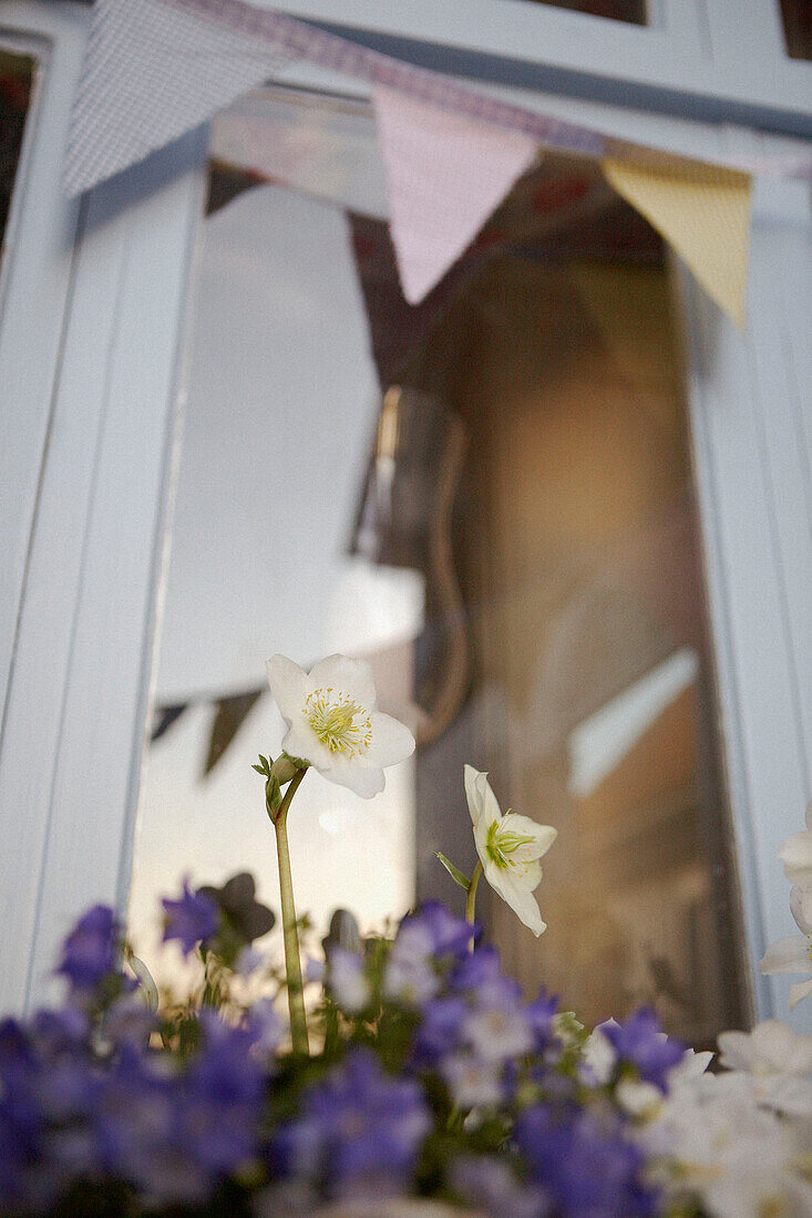 Summer flowers in window box with glass exterior