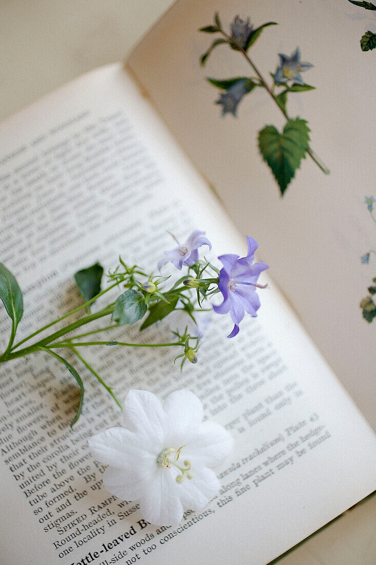 Lila und weiße Blumenköpfe auf einem aufgeschlagenen Buch